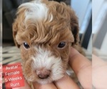 Small #13 Goldendoodle (Miniature)
