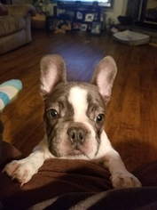 French Bulldog Puppy for sale in ATHENS, TN, USA