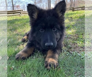 German Shepherd Dog Puppy for sale in COOKEVILLE, TN, USA