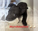 Small #3 Brittany-Dachshund Mix