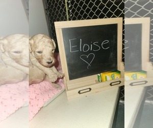 Goldendoodle (Miniature) Puppy for sale in GREELEY, CO, USA