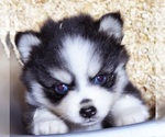 Small Photo #14 Pomsky Puppy For Sale in PUNTA GORDA, FL, USA