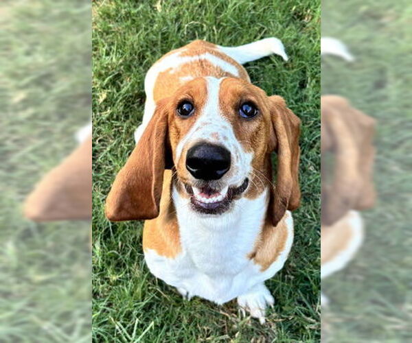Medium Photo #4 Basset Hound Puppy For Sale in Deepwater, NJ, USA