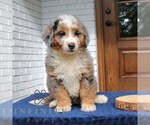 Small #2 Bernedoodle (Miniature)