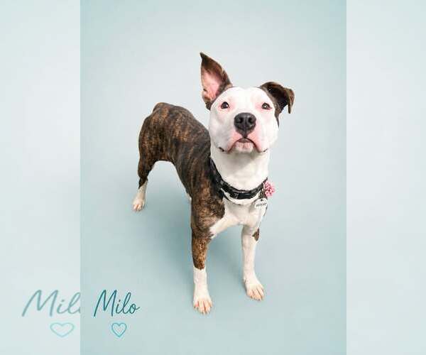 Medium Photo #5 Mutt Puppy For Sale in Rockville, MD, USA