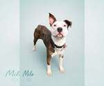 Small #4 Mutt