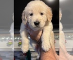 Small #3 Golden Retriever