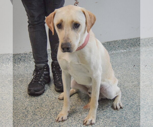 Medium Photo #3 Mutt Puppy For Sale in Huntley, IL, USA