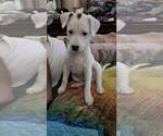 Small Photo #3 Jack Russell Terrier Puppy For Sale in EDGEWATER, FL, USA