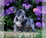 Small Photo #3 Faux Frenchbo Bulldog Puppy For Sale in GORDONVILLE, PA, USA