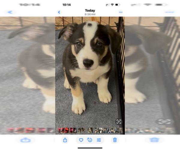 Medium Photo #1 Border Collie Puppy For Sale in EATONVILLE, WA, USA