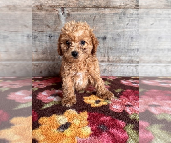 Medium Photo #15 Poodle (Miniature) Puppy For Sale in VERMONTVILLE, MI, USA