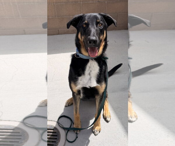 Medium Photo #2 German Shepherd Dog Puppy For Sale in Salinas, CA, USA