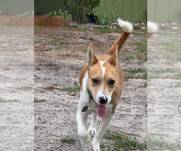 Medium Photo #5 Jack Russell Terrier-Unknown Mix Puppy For Sale in Oakhurst, NJ, USA