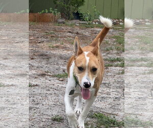 Nyah - Small Survivor, Big Heart - Female Jack Russell Terrier-Unknown Mix Dog for Adoption - Photo #5