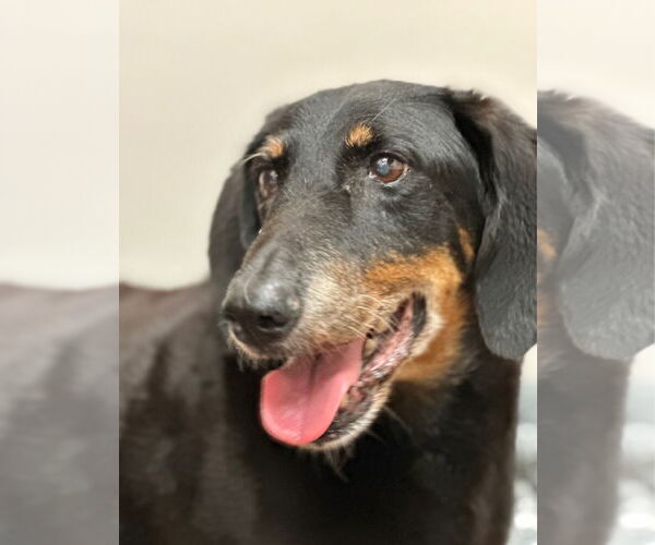 Medium Photo #2 Dachshund Puppy For Sale in Weston, FL, USA