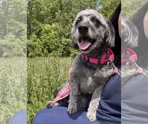 Mutt Dogs for adoption in North Royalton, OH, USA