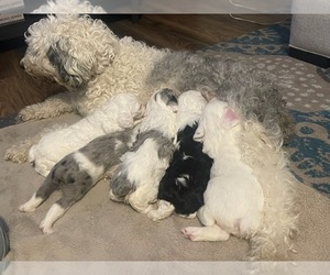 Sheepadoodle Puppy for sale in KENLY, NC, USA