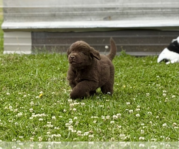 Medium Photo #2 Newfoundland Puppy For Sale in BRADYVILLE, TN, USA