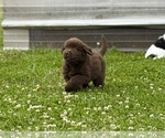 Small #1 Newfoundland