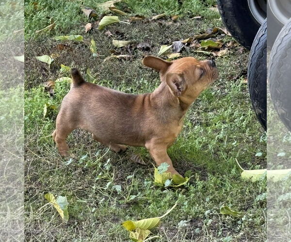Medium Photo #4 French Bulldog-Unknown Mix Puppy For Sale in Davis, CA, USA
