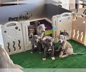 Great Dane Puppy for sale in TORRANCE, CA, USA