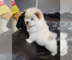 Chow Chow Puppy for sale in EL CAJON, CA, USA
