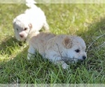 Small Photo #13 Bichpoo Puppy For Sale in MELROSE, FL, USA