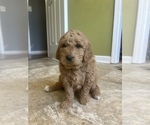 Puppy MJ aka MaryJane Goldendoodle (Miniature)