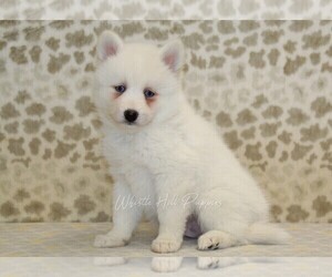 Pomsky Puppy for sale in DENVER, PA, USA