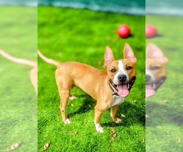 Medium Photo #2 Mutt Puppy For Sale in columbia, SC, USA