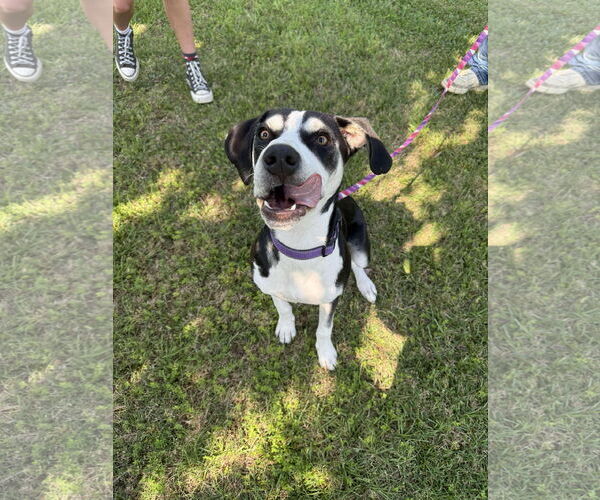 Medium Photo #9 Siberian Husky-Unknown Mix Puppy For Sale in Holly Springs, NC, USA