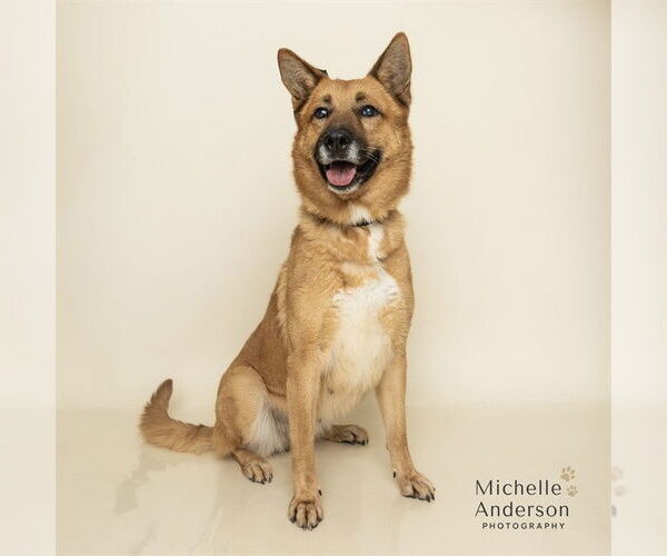 Medium Photo #1 Gerberian Shepsky Puppy For Sale in Corona, CA, USA