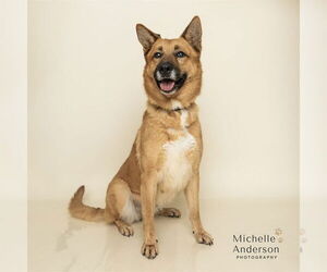 Gerberian Shepsky Dogs for adoption in Corona, CA, USA
