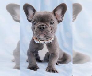 French Bulldog Puppy for sale in NEW YORK, NY, USA