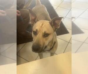 German Shepherd Dog-Unknown Mix Dogs for adoption in Newton, NC, USA