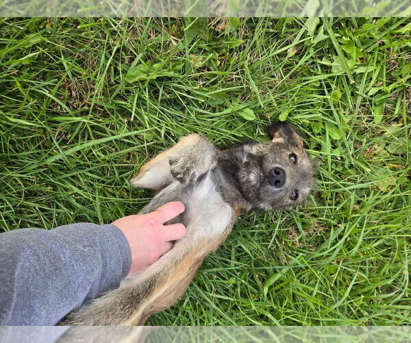 Medium Photo #4 Mutt Puppy For Sale in Columbus, IN, USA