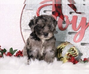 Bernedoodle-Poodle (Miniature) Mix Puppy for sale in FREDERICKSBG, OH, USA