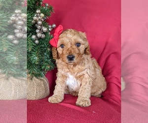 Goldendoodle (Miniature) Puppy for sale in KIRKWOOD, PA, USA
