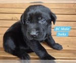 Small Photo #28 Labrador Retriever Puppy For Sale in EDGEWOOD, TX, USA