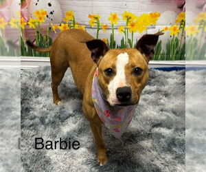 American Pit Bull Terrier Dogs for adoption in Cottageville, WV, USA
