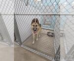 Small German Shepherd Dog-Huskies Mix