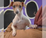 Small #4 Italian Greyhound Mix