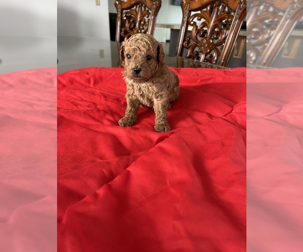 Medium Photo #2 Poodle (Toy) Puppy For Sale in MADERA, CA, USA
