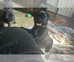 Puppy Widget Frenchie Pug