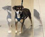 Small Chihuahua