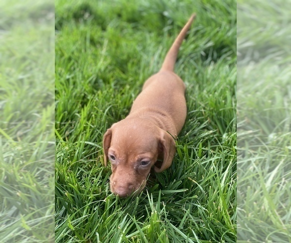 Medium Photo #3 Dachshund Puppy For Sale in VANCOUVER, WA, USA