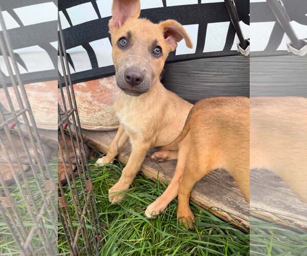Medium Photo #1 German Shepherd Dog-Unknown Mix Puppy For Sale in MIDWAY, UT, USA