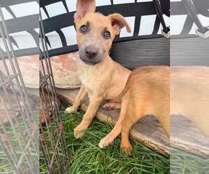 German Shepherd Dog-Unknown Mix Dogs for adoption in MIDWAY, UT, USA