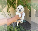 Small #1 English Cream Golden Retriever